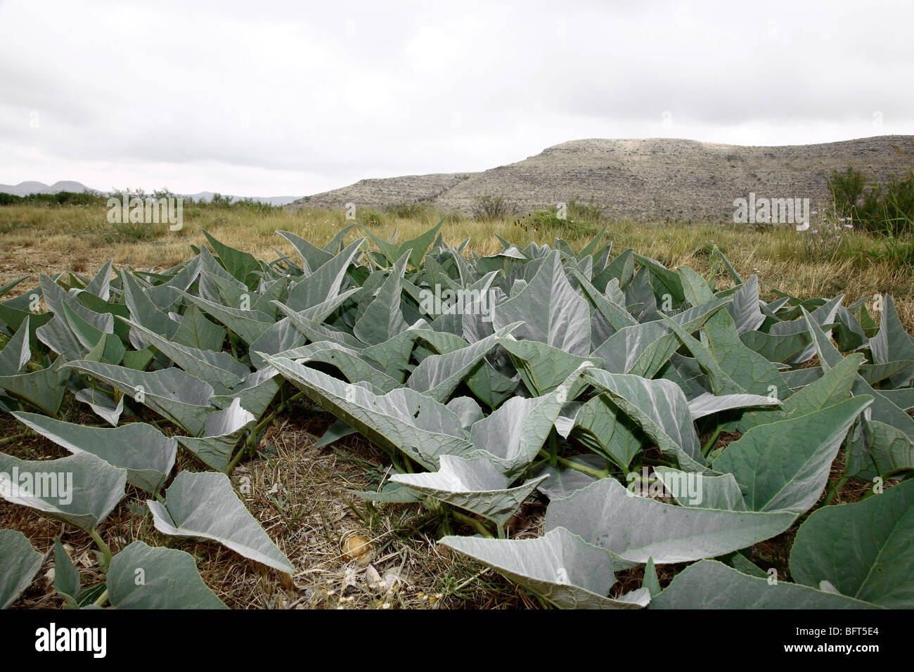 Field of desert plants hi-res stock photography and images - Alamy
