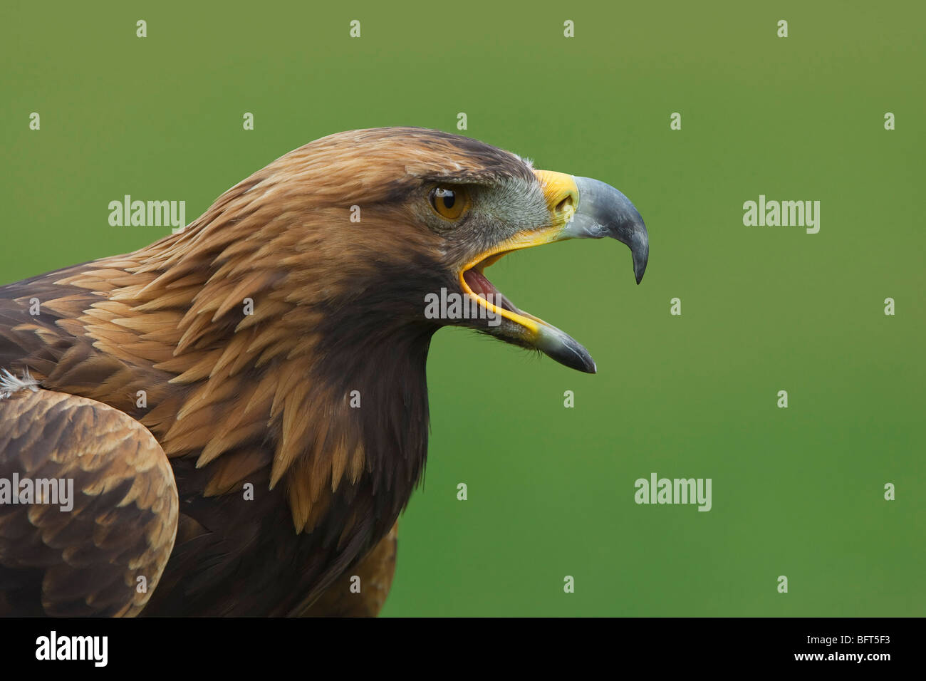 Golden eagle head hi-res stock photography and images - Alamy