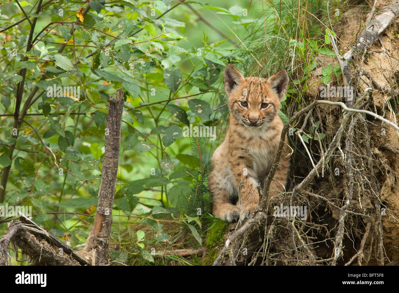 Eurasian Lynx Kitten Stock Photo Alamy