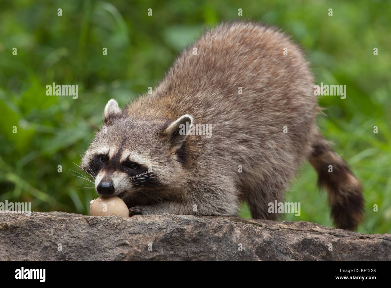Raccoon eating hires stock photography and images Alamy