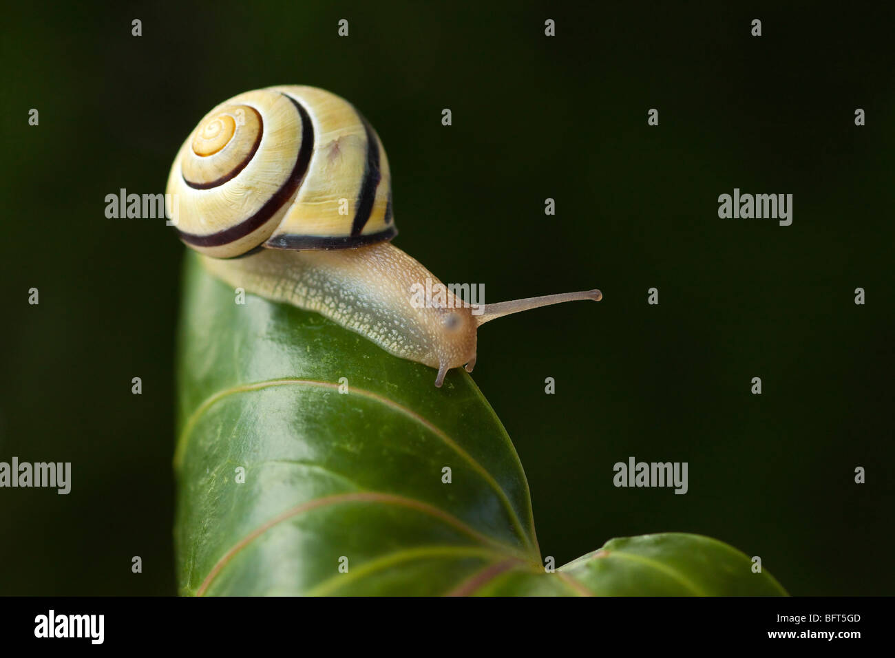 Brown-lipped Snail Stock Photo