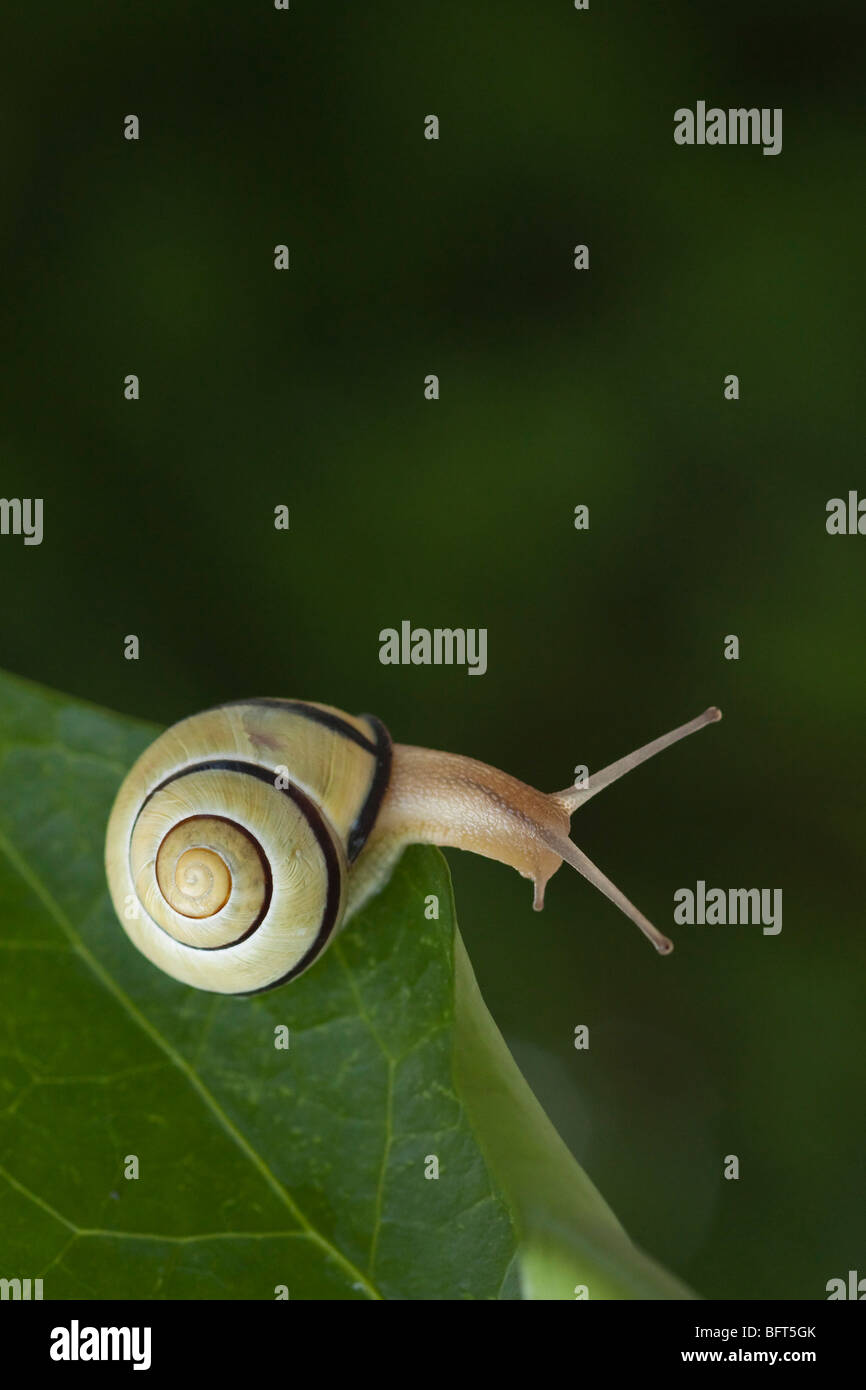 Brown-lipped Snail Stock Photo