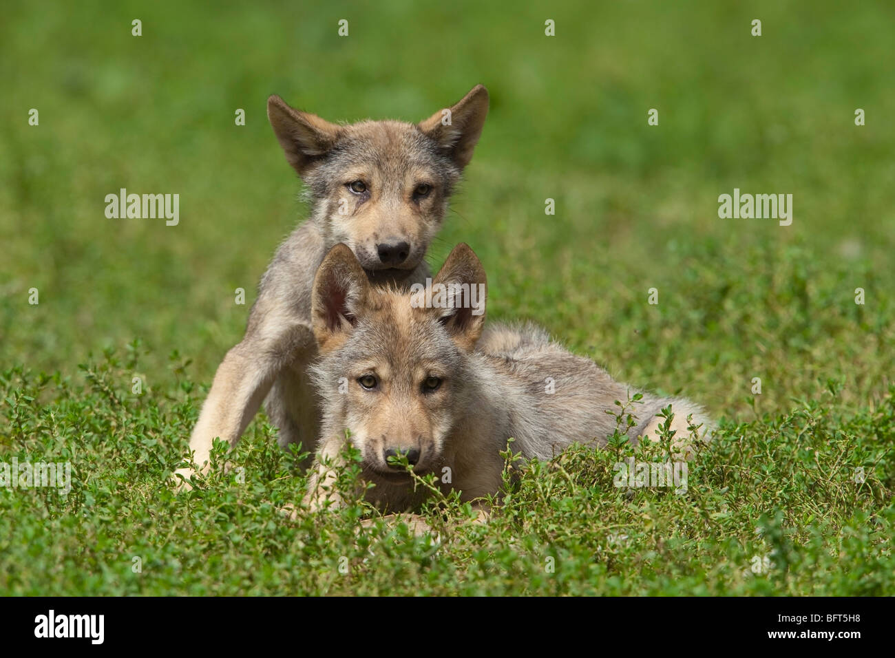 Wolf Pups Stock Photo