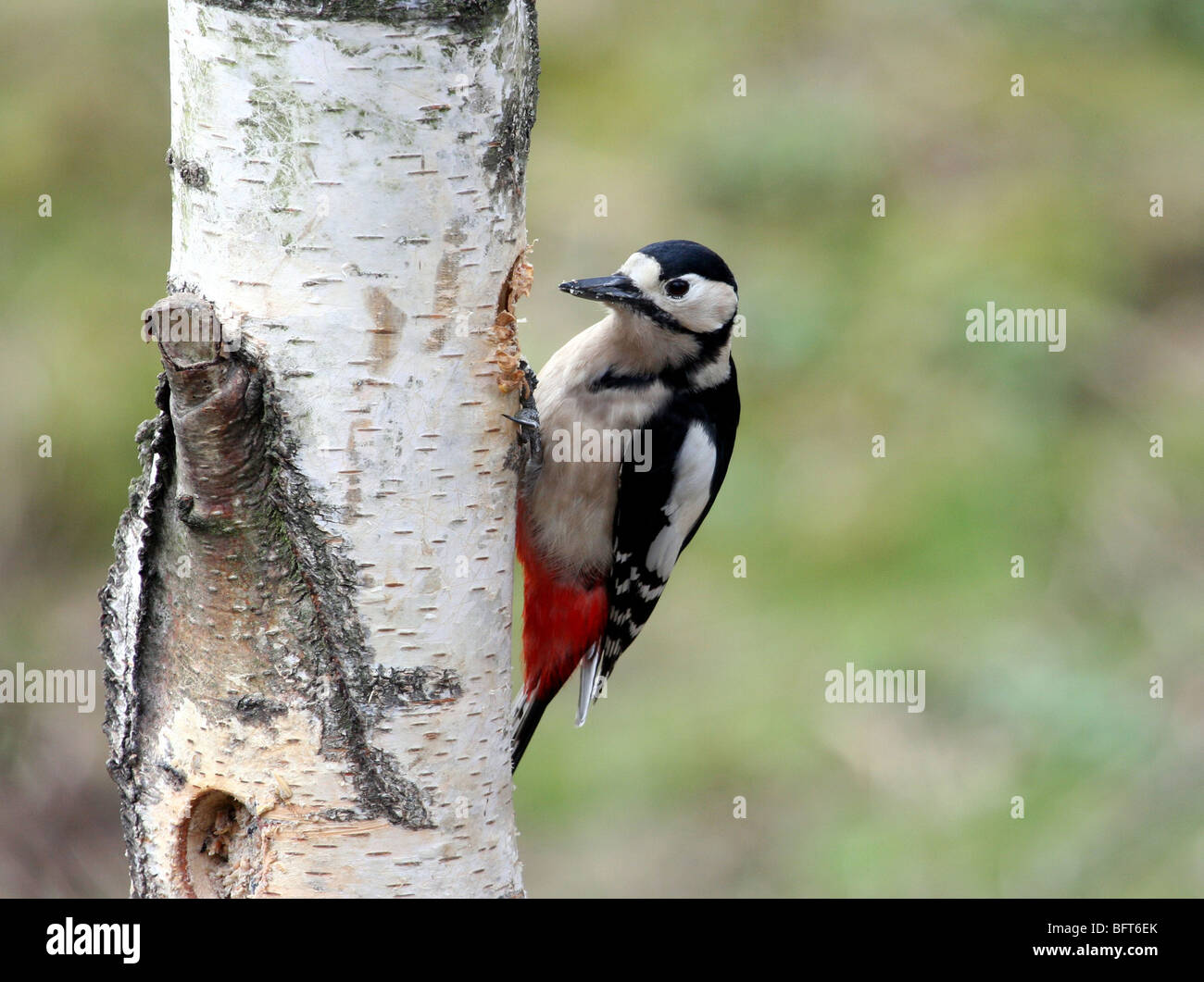 Woodpecker, Great Spotted Stock Photo - Alamy