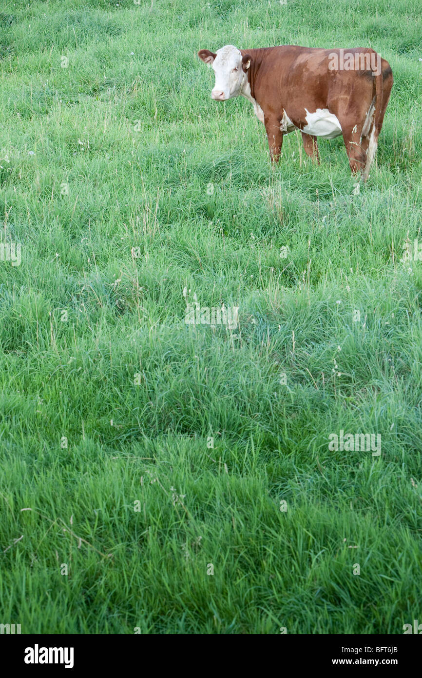 Cow Ina Feild Cow in a Field Stock Photo - Alamy