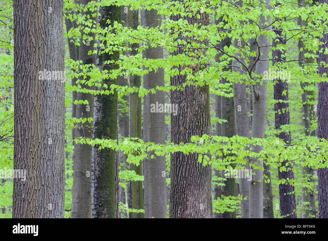 Forest, Bavaria, Germany Stock Photo - Alamy