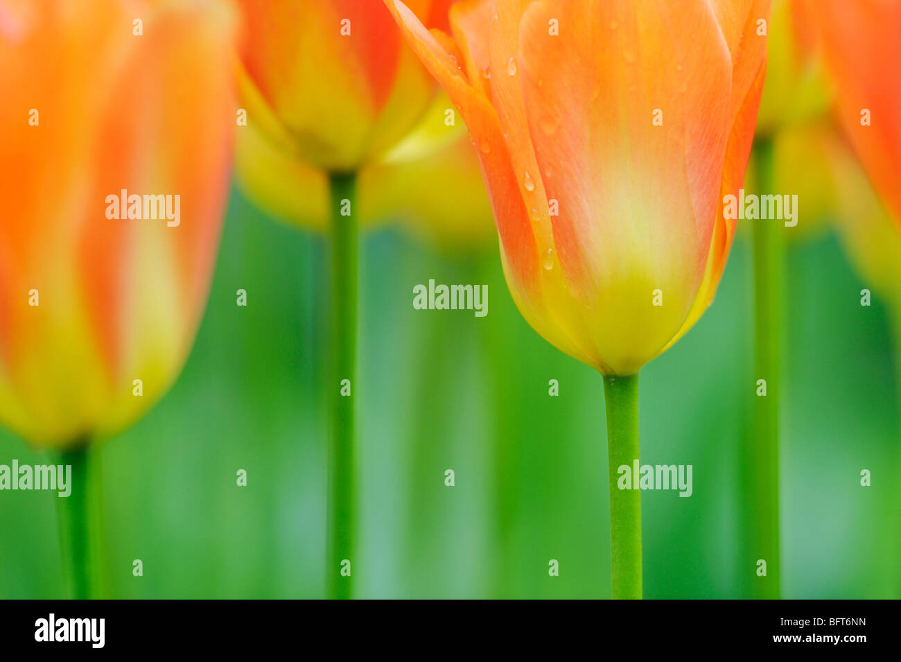 Tulips, Keukenhof Gardens, Lisse, Holland Stock Photo