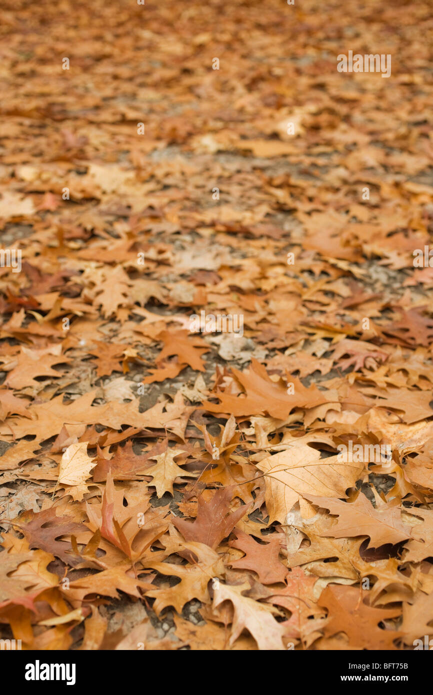 Close-up of Autumn Leaves on the Ground Stock Photo - Alamy