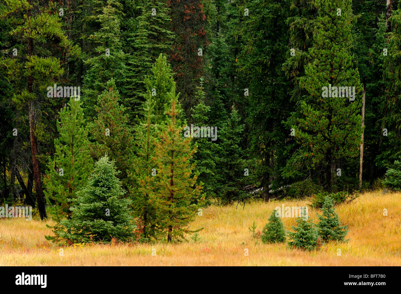 Meadow with pine and spruce trees, Yellowstone National Park, Wyoming