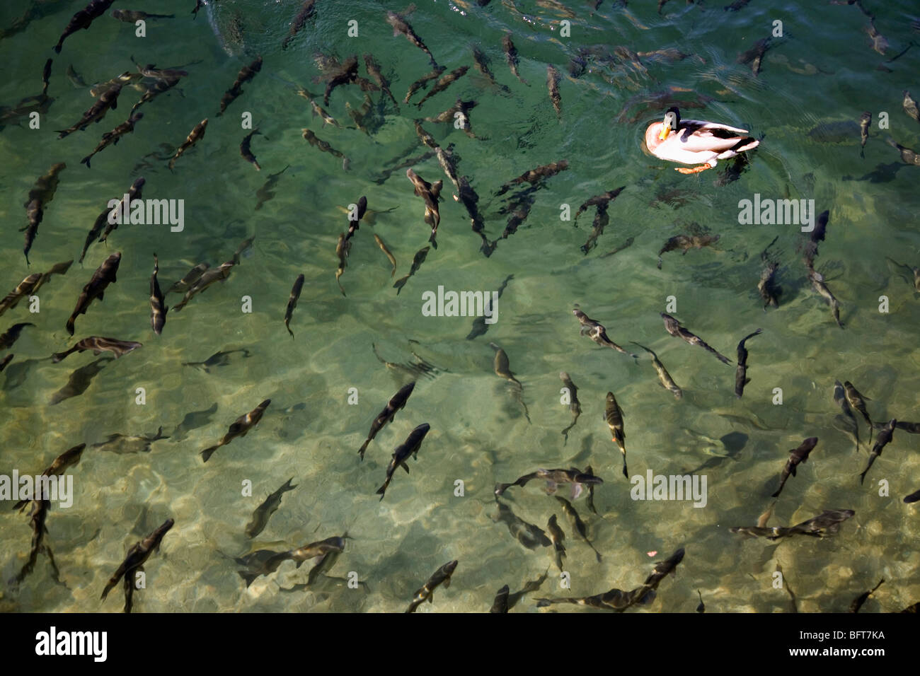Fish gotta swim, birds too! A lone duck above a school of fish - everyone after bread crumbs! Stock Photo