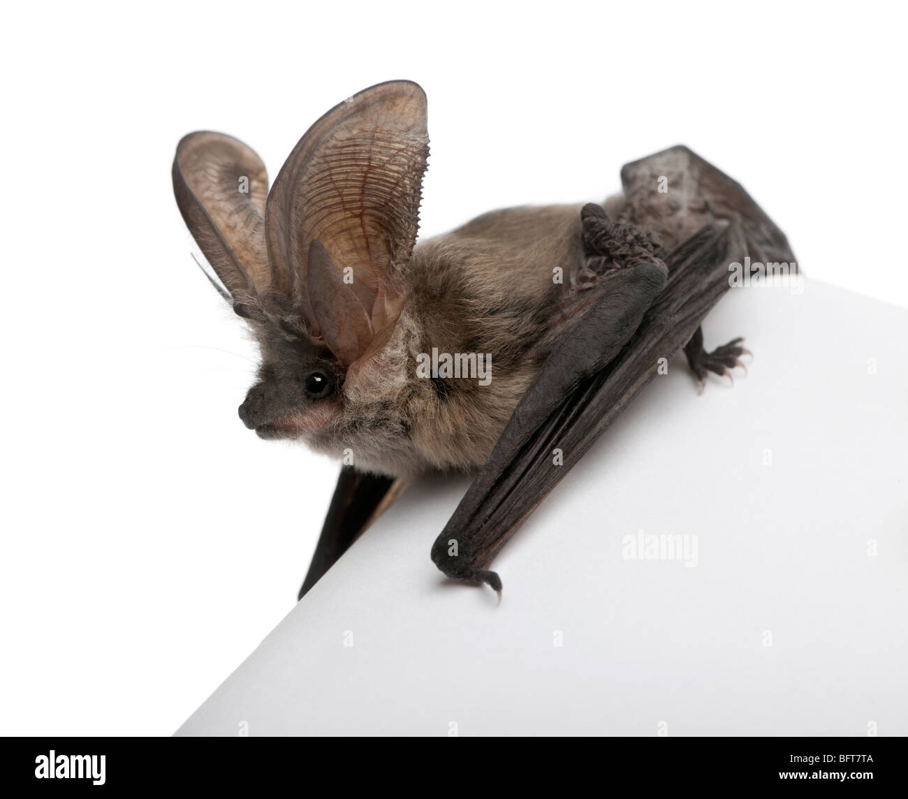 Grey long-eared bat, Plecotus astriacus, in front of white background, studio shot Stock Photo