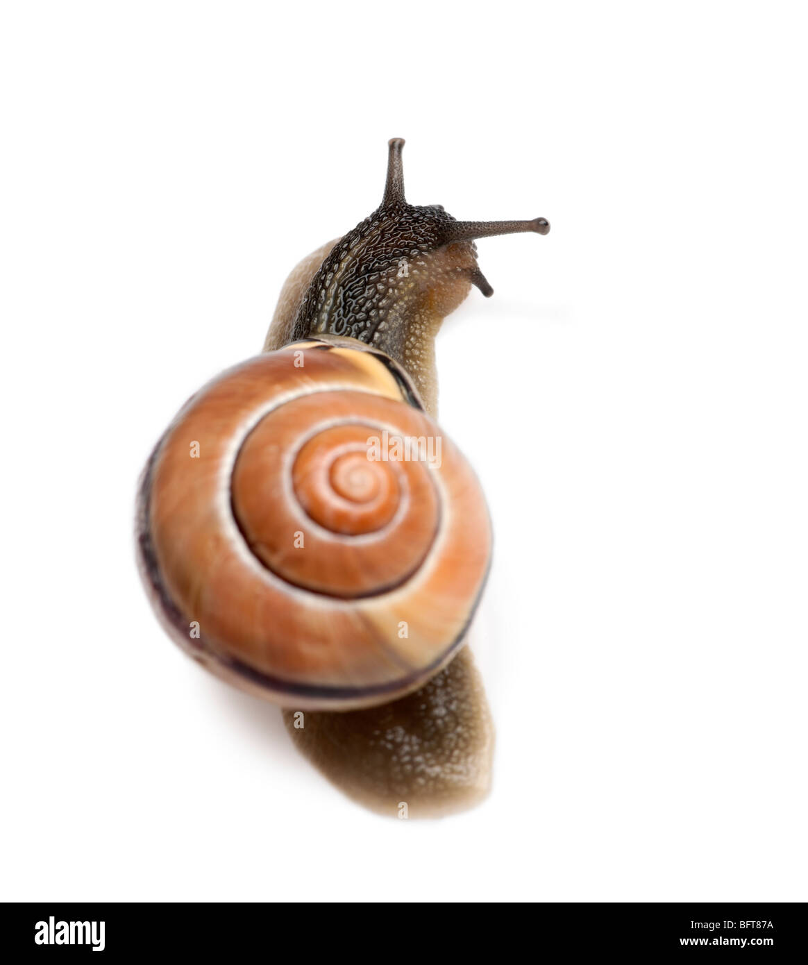 Garden snail in front of a white background, studio shot Stock Photo