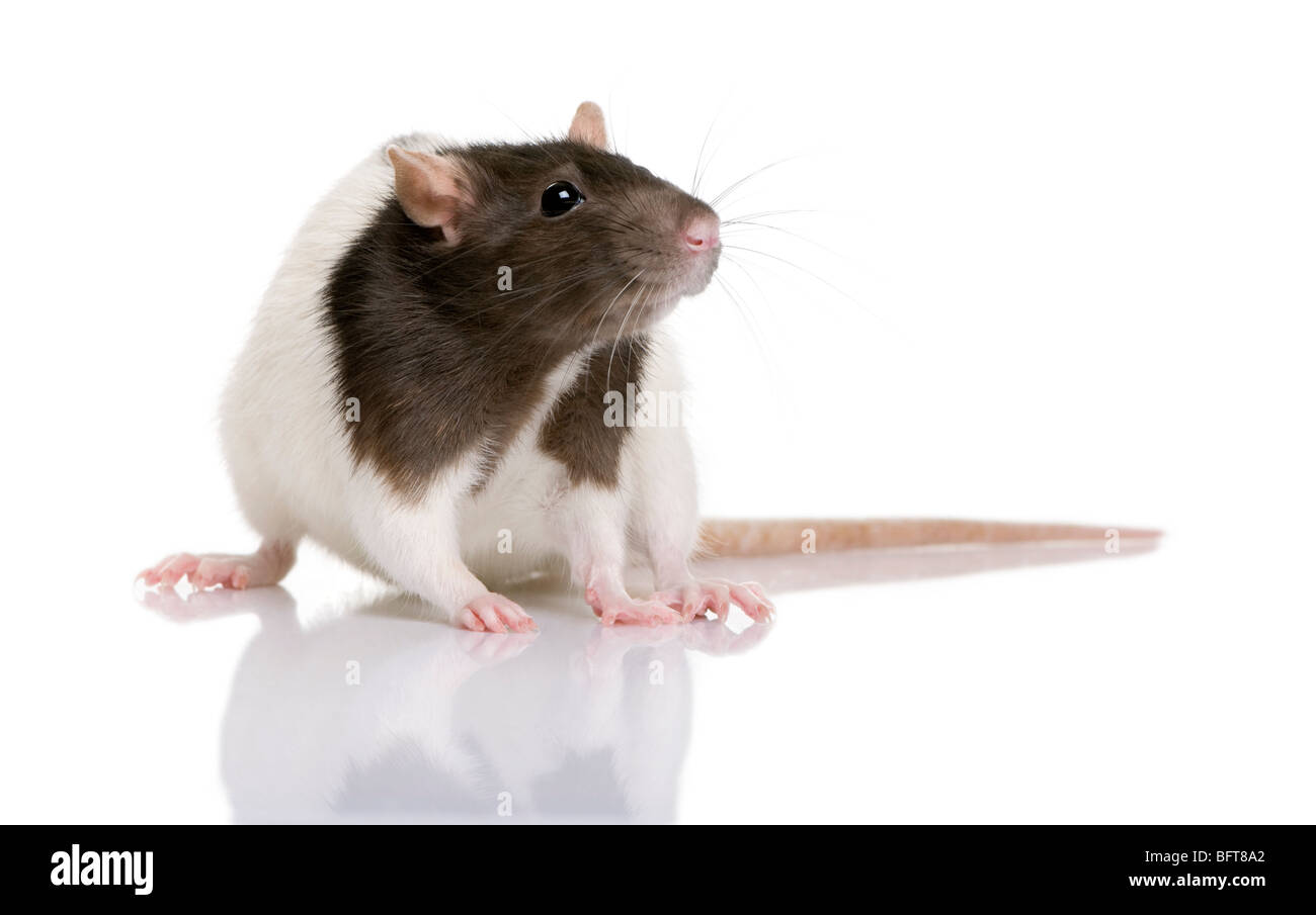 Rat,1 year old, standing in front of a white background, studio shot Stock Photo