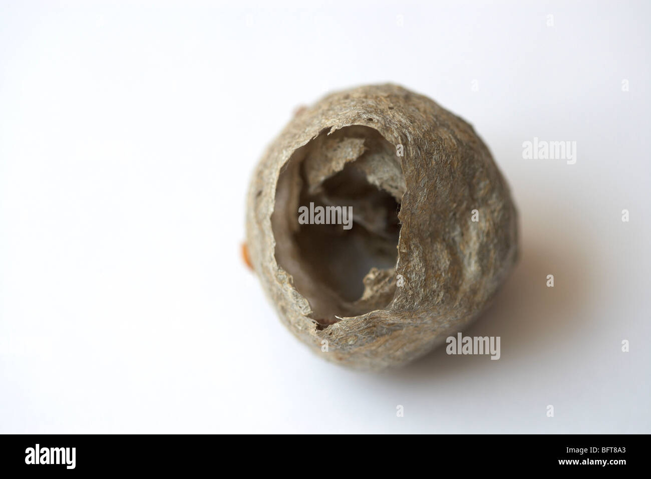 Abandoned Wasp Nest Stock Photo - Alamy