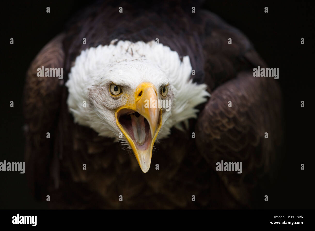 CloseUp of Bald Eagle Stock Photo Alamy
