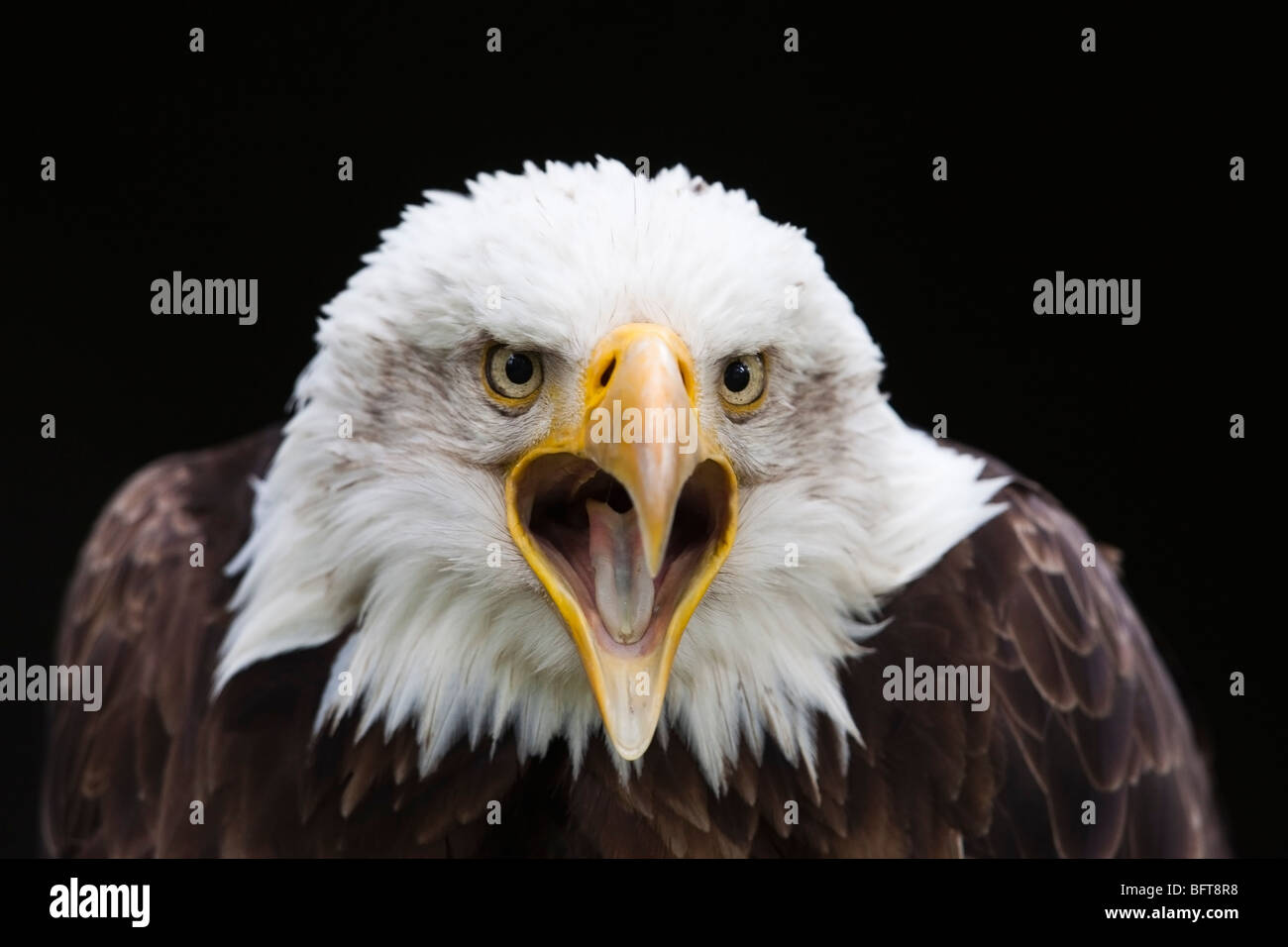 Eagle eye close up hi-res stock photography and images - Alamy