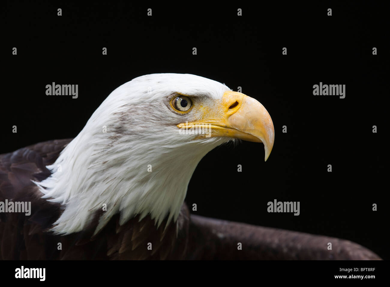 Eagle eye close up hi-res stock photography and images - Alamy
