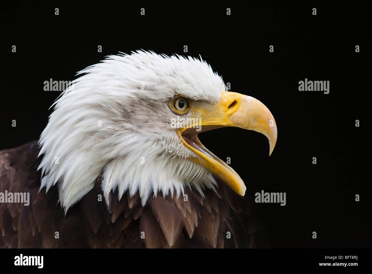 CloseUp of Bald Eagle Stock Photo Alamy