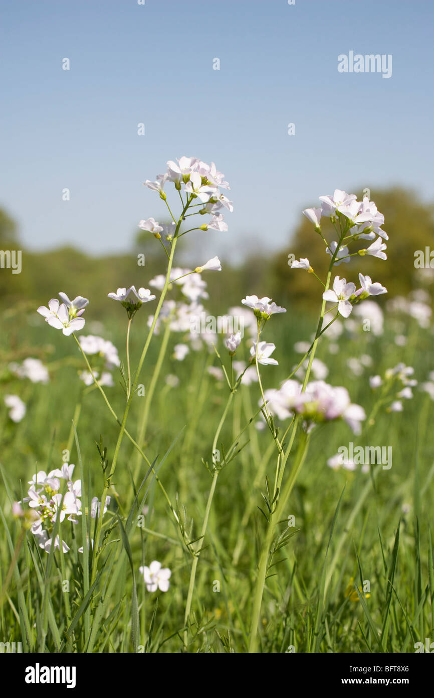 Close-up of Flowers in Field Stock Photo