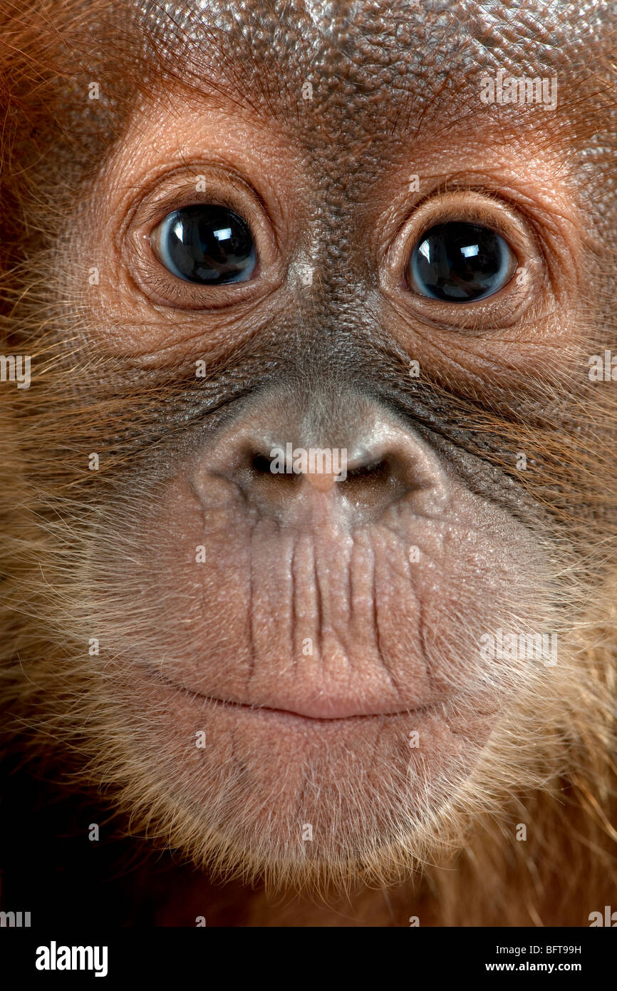 Close-up of baby Sumatran Orangutan, 4 months old Stock Photo