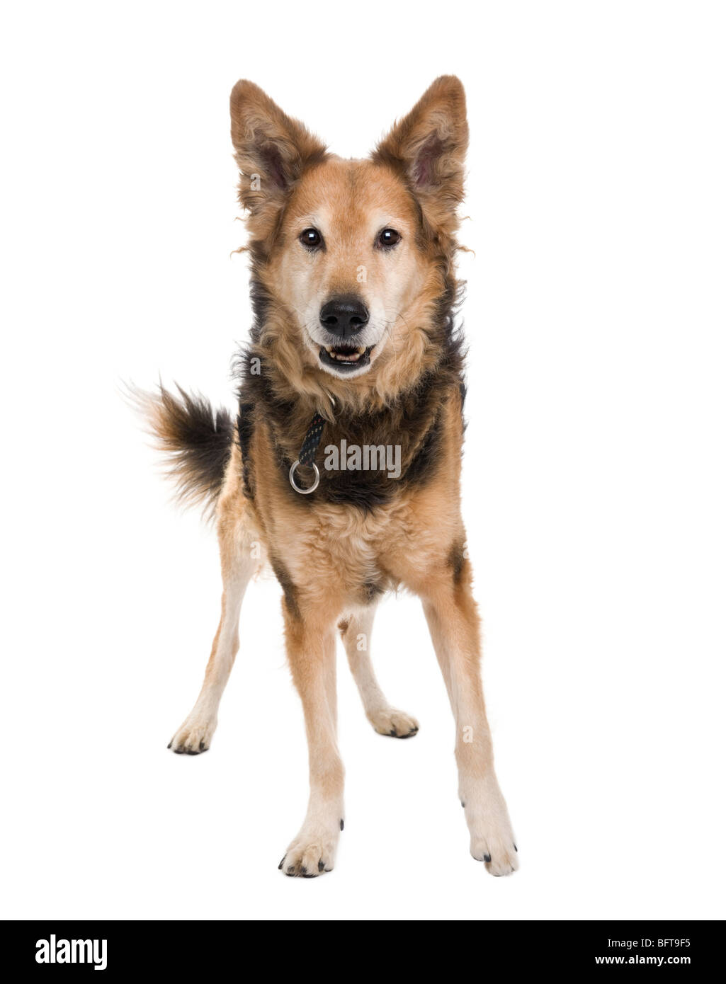 Cross-breed between a German Shepherd and a Scottish Shepherd, 9 months old, standing in front of white background Stock Photo