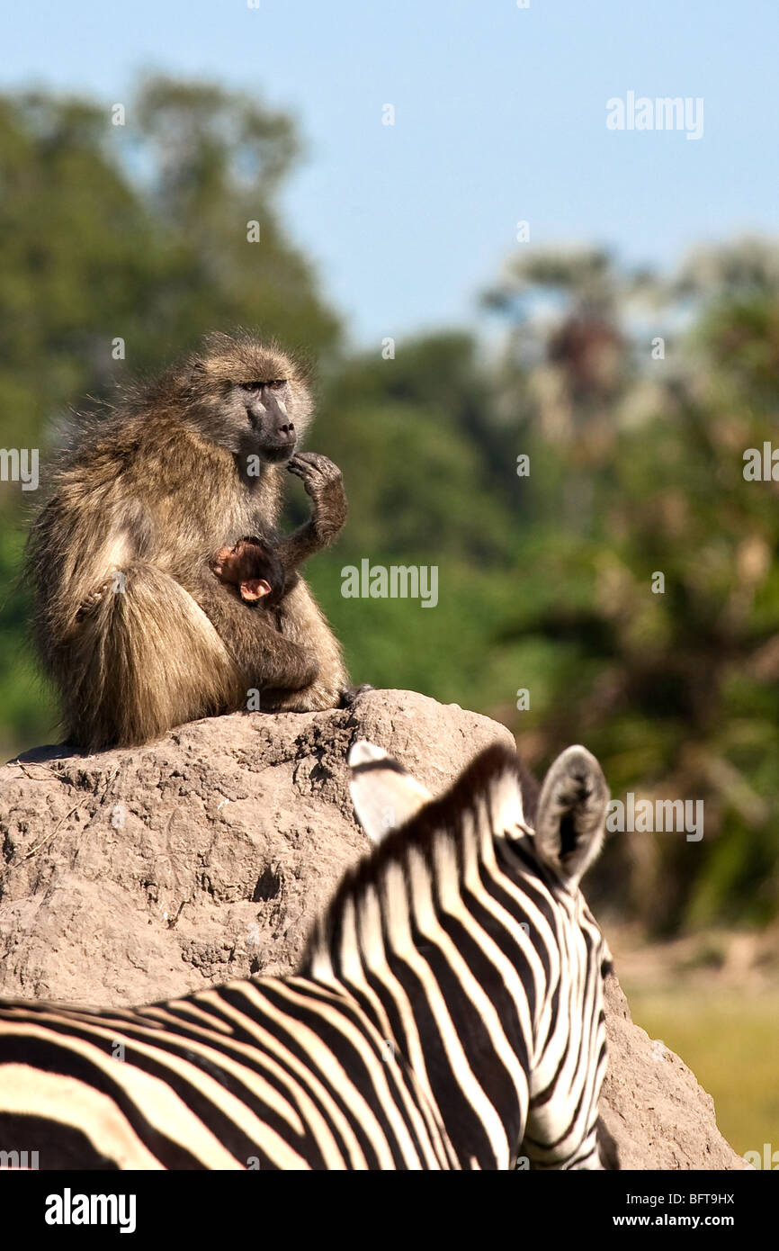 Baboon with newborn baby sitting on an termite mound scratching her chin whilst watching a Zebra walk past Stock Photo