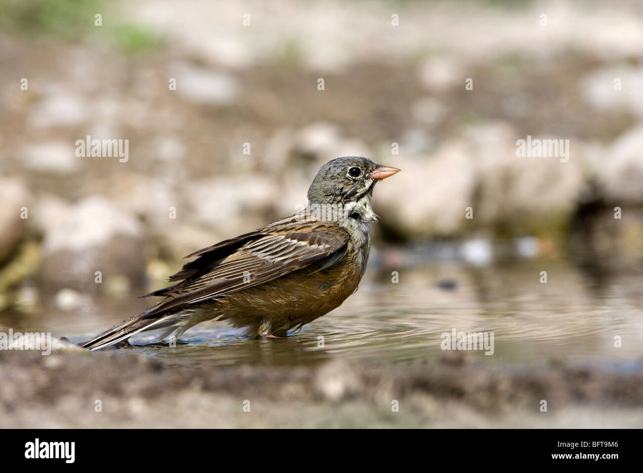 Ortolan Bunting (Emberiza hortulana) bathing Stock Photo