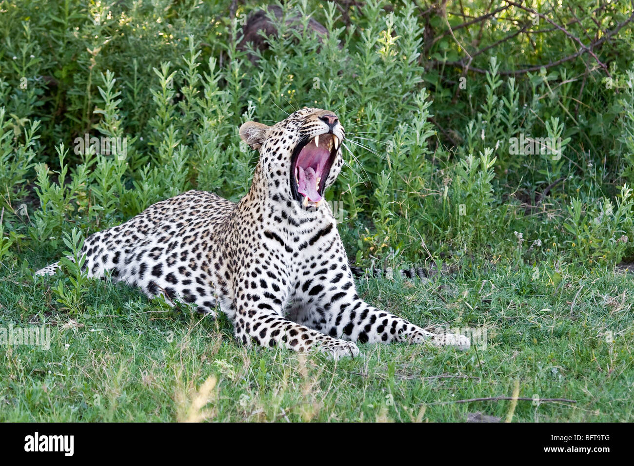 Leopard Yawning showing its wide open mouth with teeth showing Stock Photo