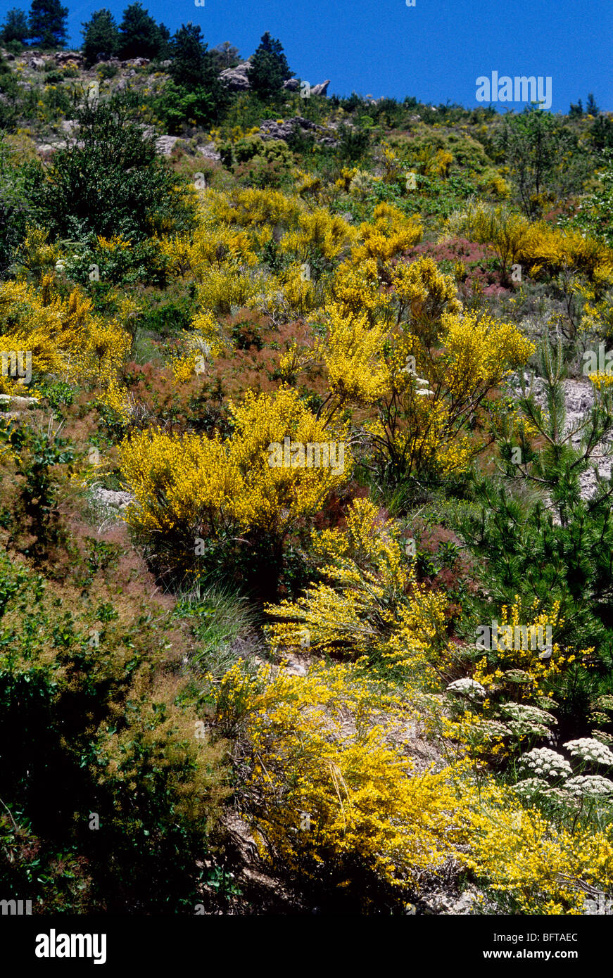 Landscape of the ALpes-MAritimes hinterland Stock Photo