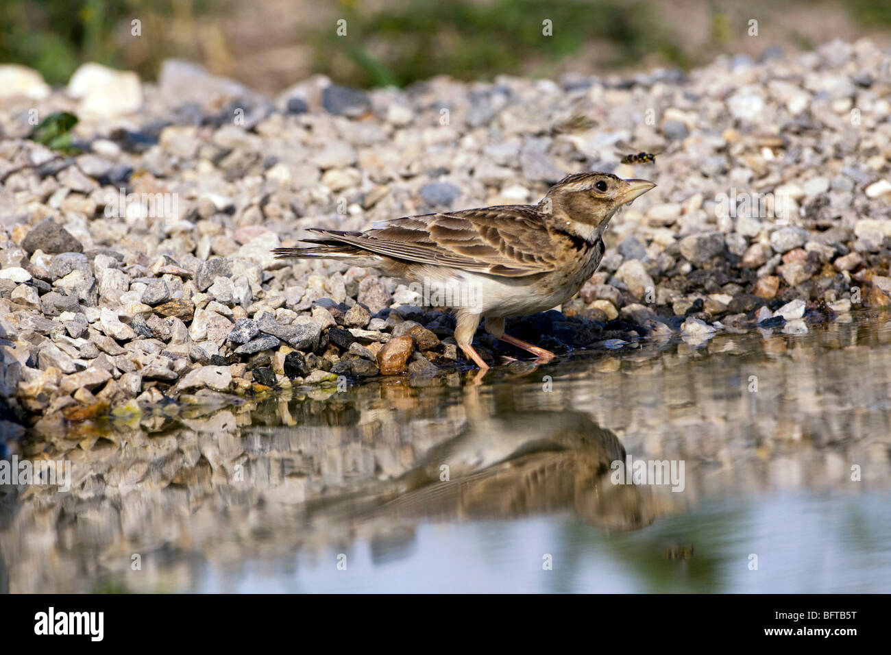 Calandra Lark (Melanocorypha calandra) perching by a pool Stock Photo