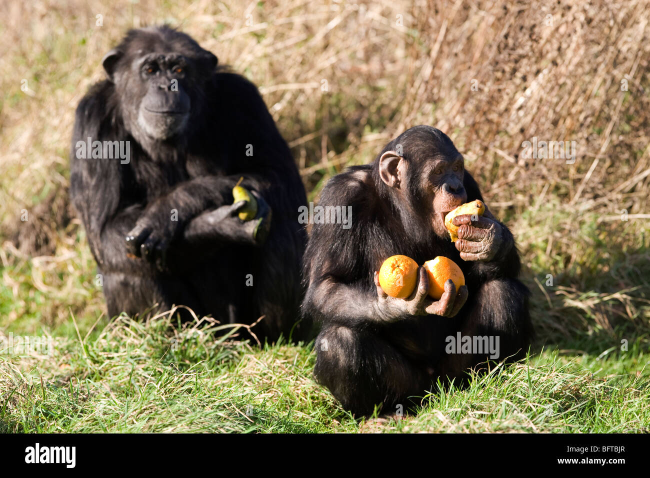 Chimpanzees at ZSL's Whipsnade Zoo in Bedfordshire, England Stock Photo