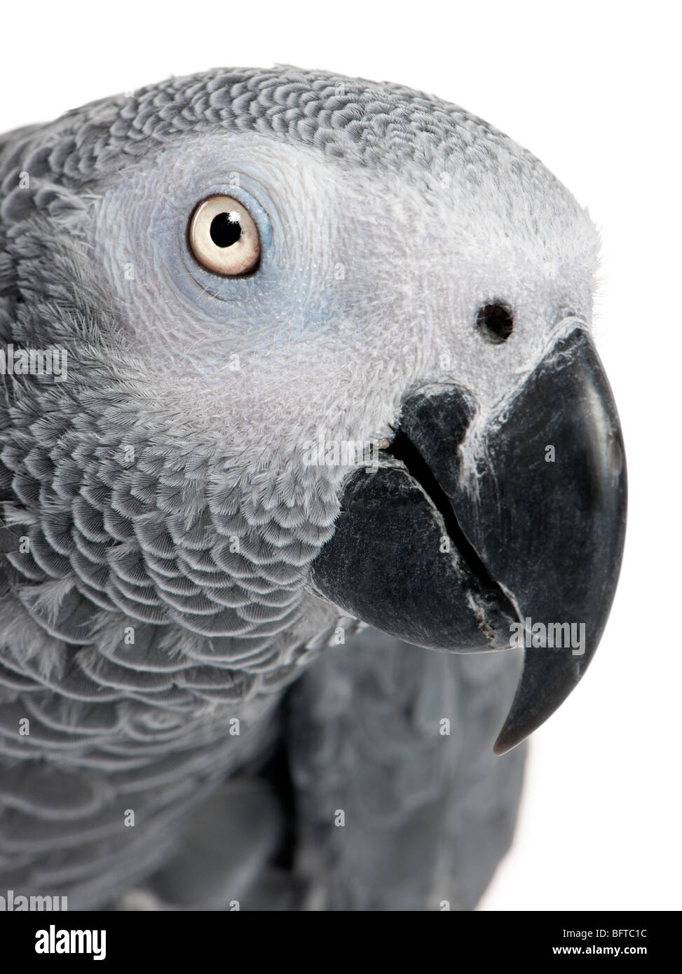 Close-up on a African Grey Parrot's head, Psittacus erithacus, in front of a white background Stock Photo