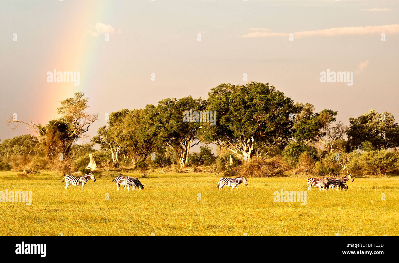 Rainbow over the Okovango Delta with Zebra grazing in the foreground in the late evening Stock Photo