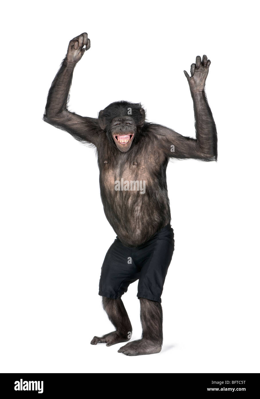 Cheerful Chimpanzee with arms raised standing in front of white background, studio shot Stock Photo