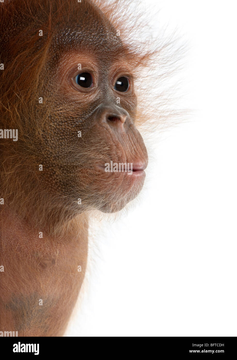 Close-up of baby Sumatran Orangutan, 4 months old, in front of white background Stock Photo