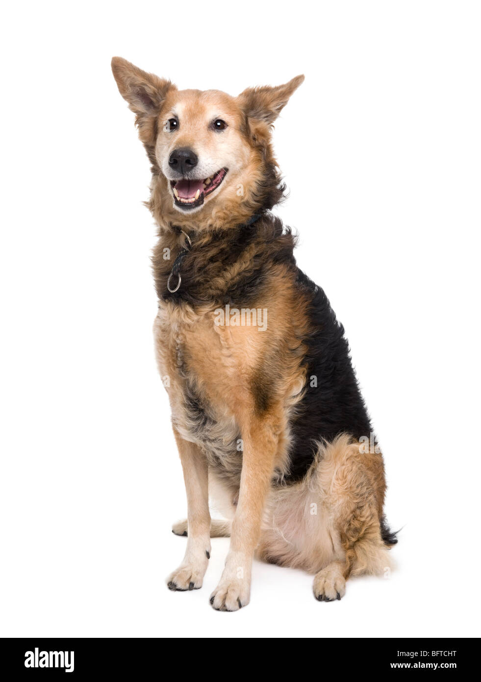 Cross-breed between a German Shepherd and a Scottish Shepherd, 9 months old, sitting in front of white background Stock Photo