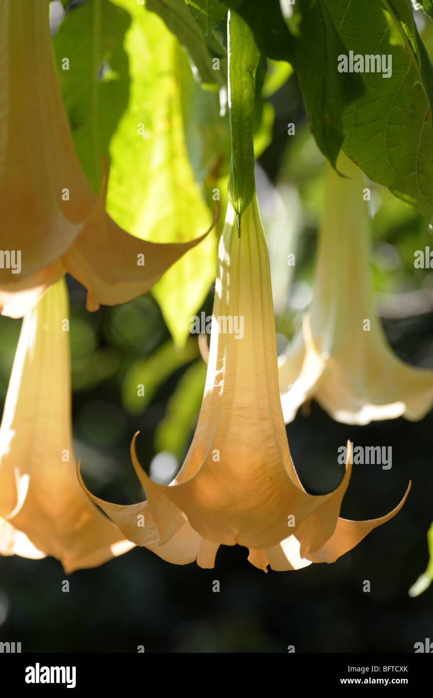 Angel's Trumpet Flowers In El Valle Panama Stock Photo