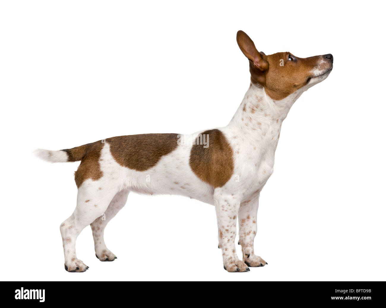 Jack Russell Terrier puppy, 7 months old, standing in front of a white background Stock Photo