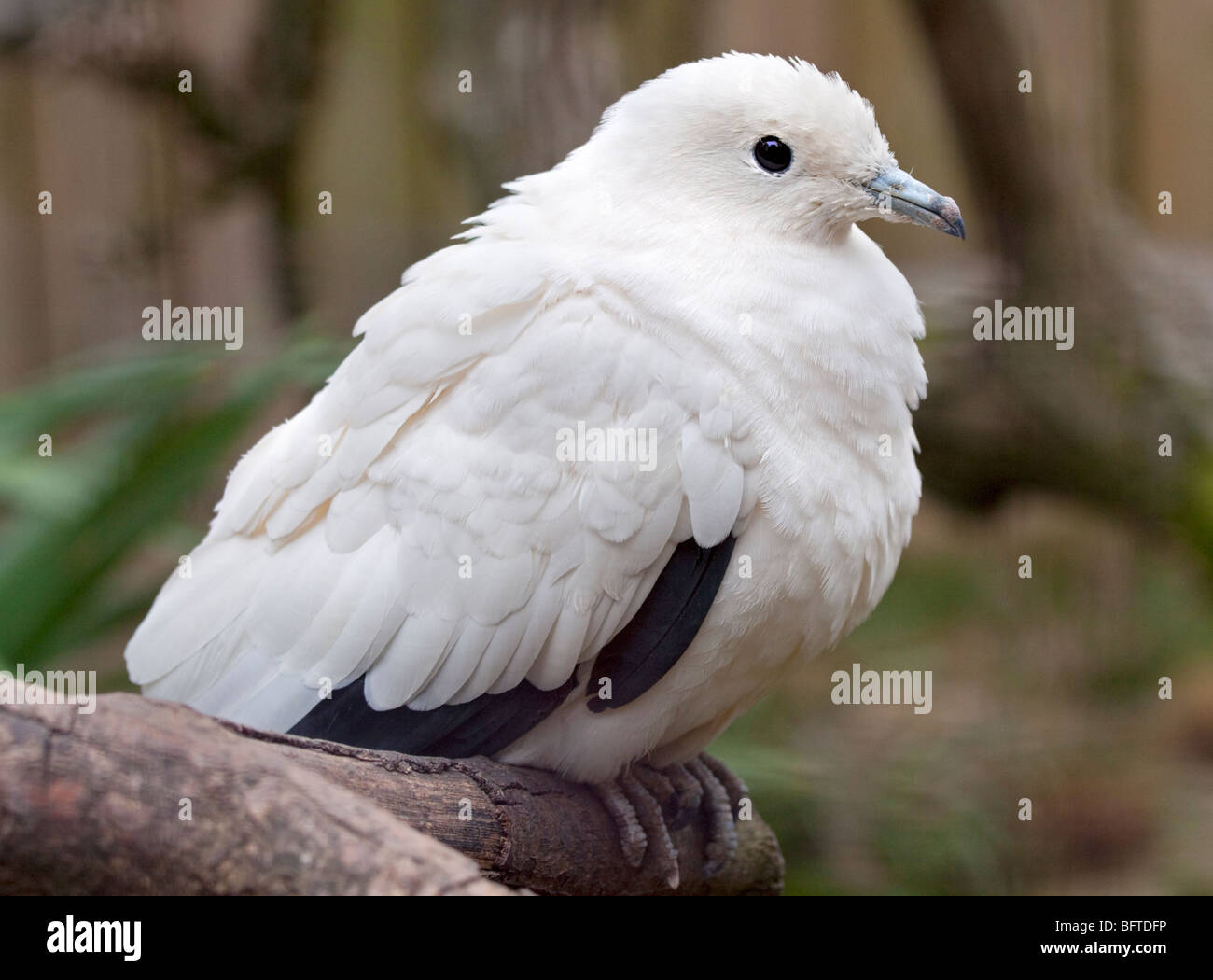 Pied Imperial Pigeon (ducator bicolour) Stock Photo