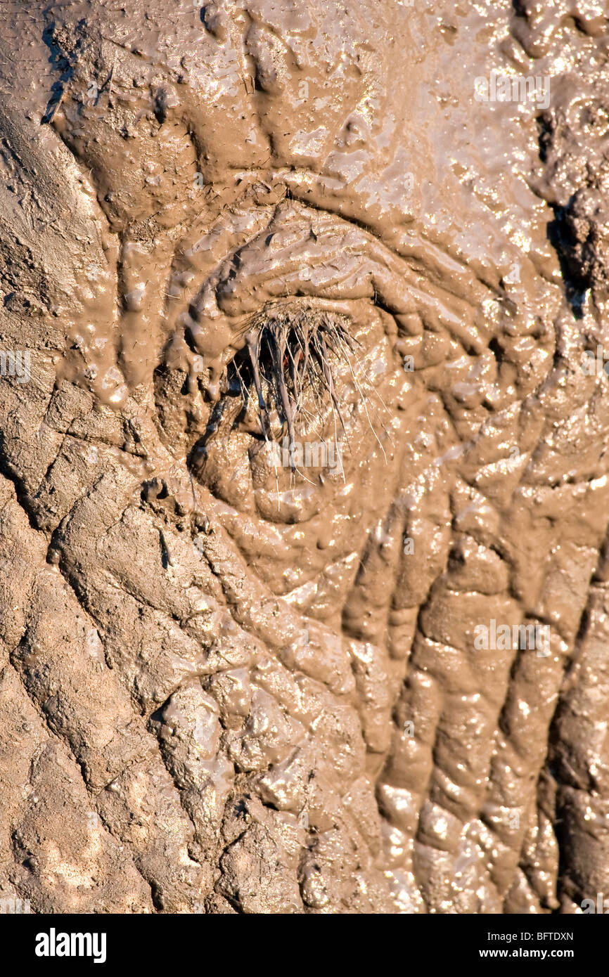 Elephants eye after a mud-bath with wet mud on the elephants skin and eyelashes Stock Photo