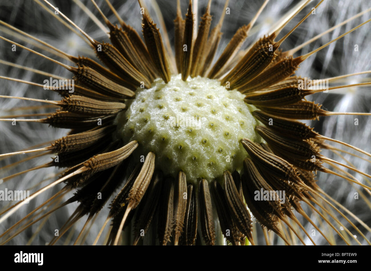 A Dandelion clock in close-up Stock Photo - Alamy
