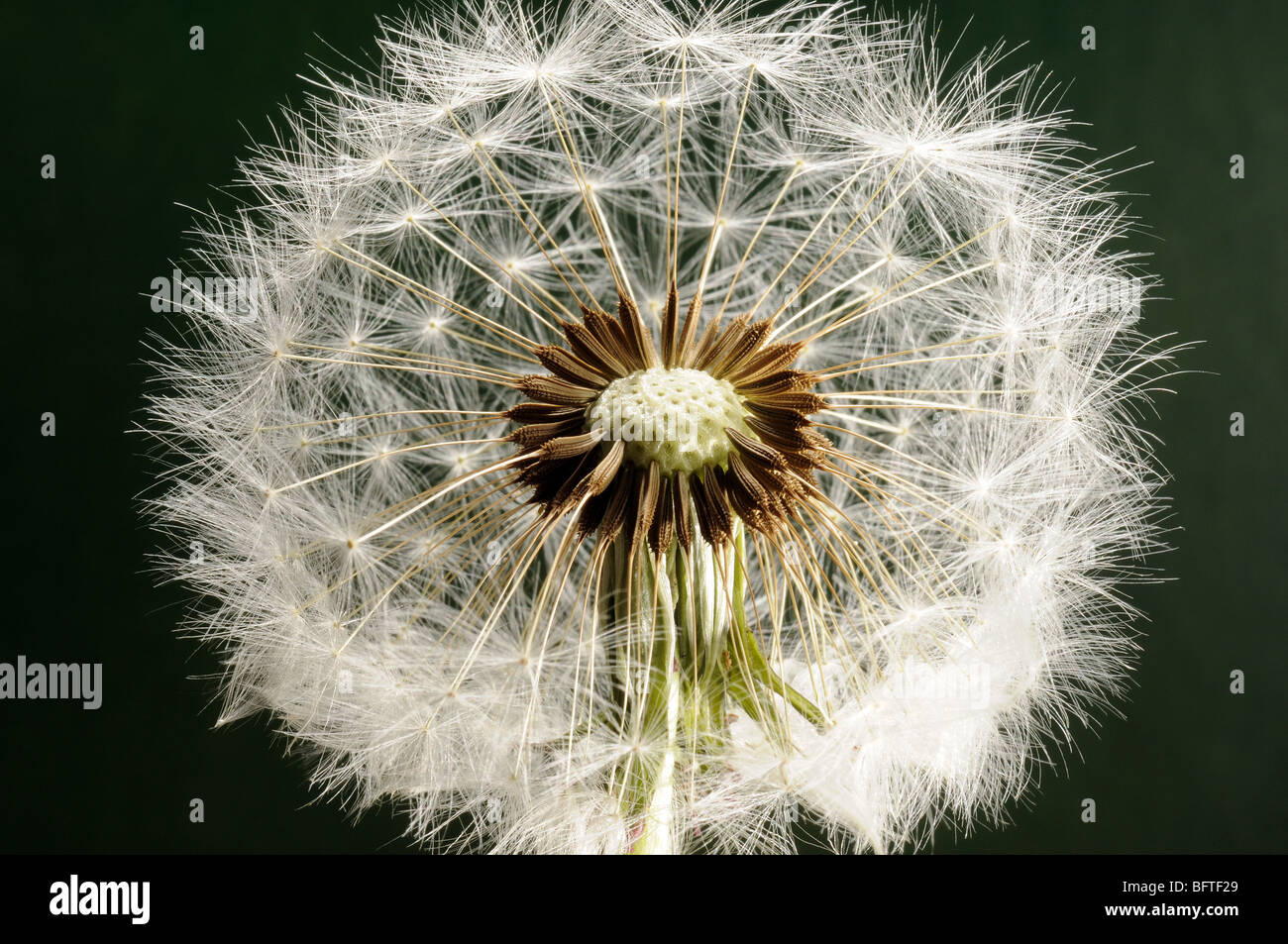 A Dandelion clock in closeup Stock Photo Alamy
