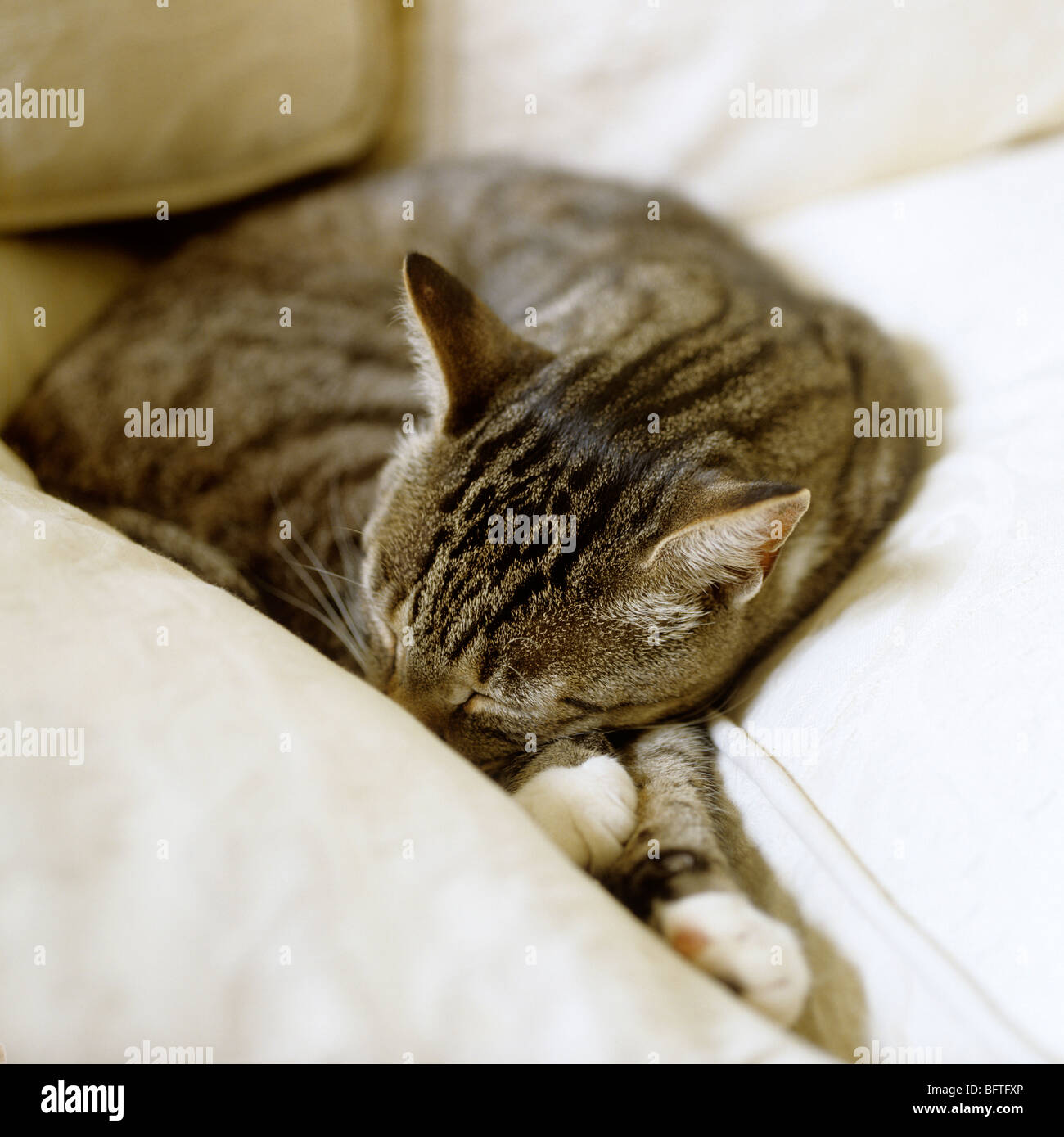 A tabby cat sleeping on cream cushions Stock Photo