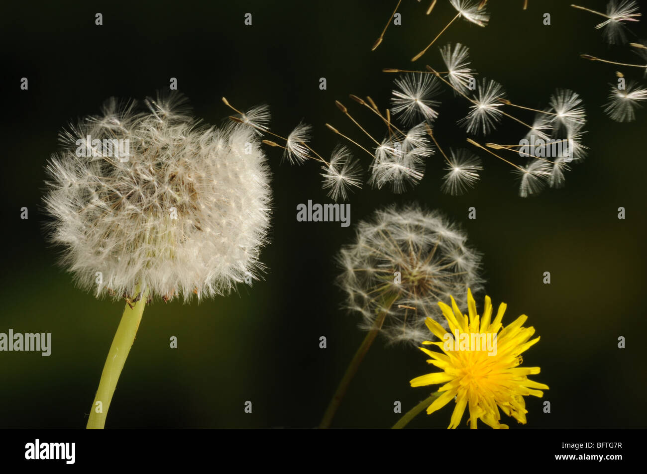 Dandelion seeds blowing in the wind Stock Photo Alamy