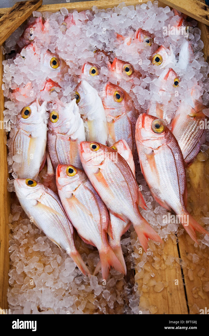 Pink sea bream hires stock photography and images Alamy