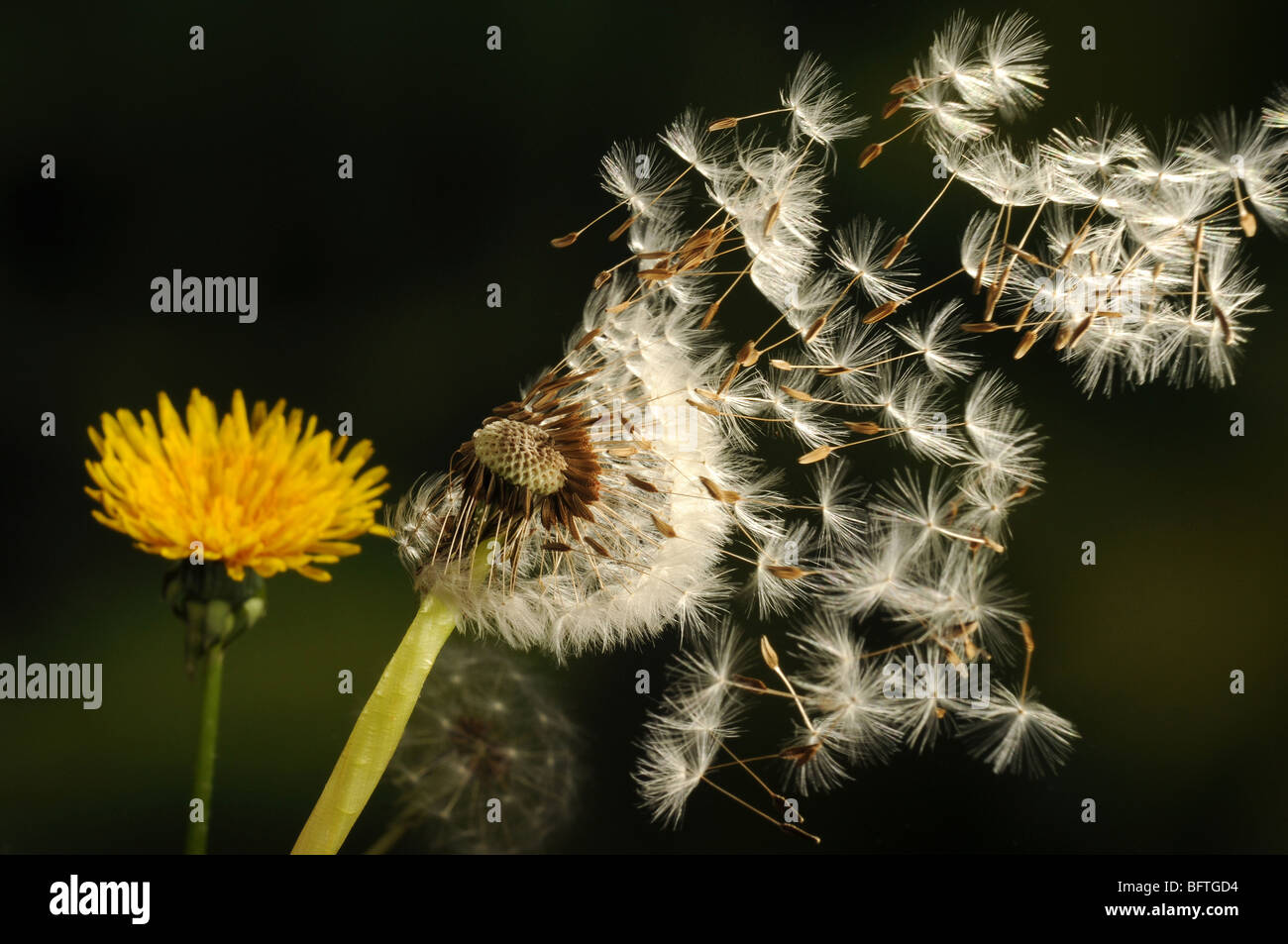 Dandelion seeds blowing in the wind Stock Photo Alamy