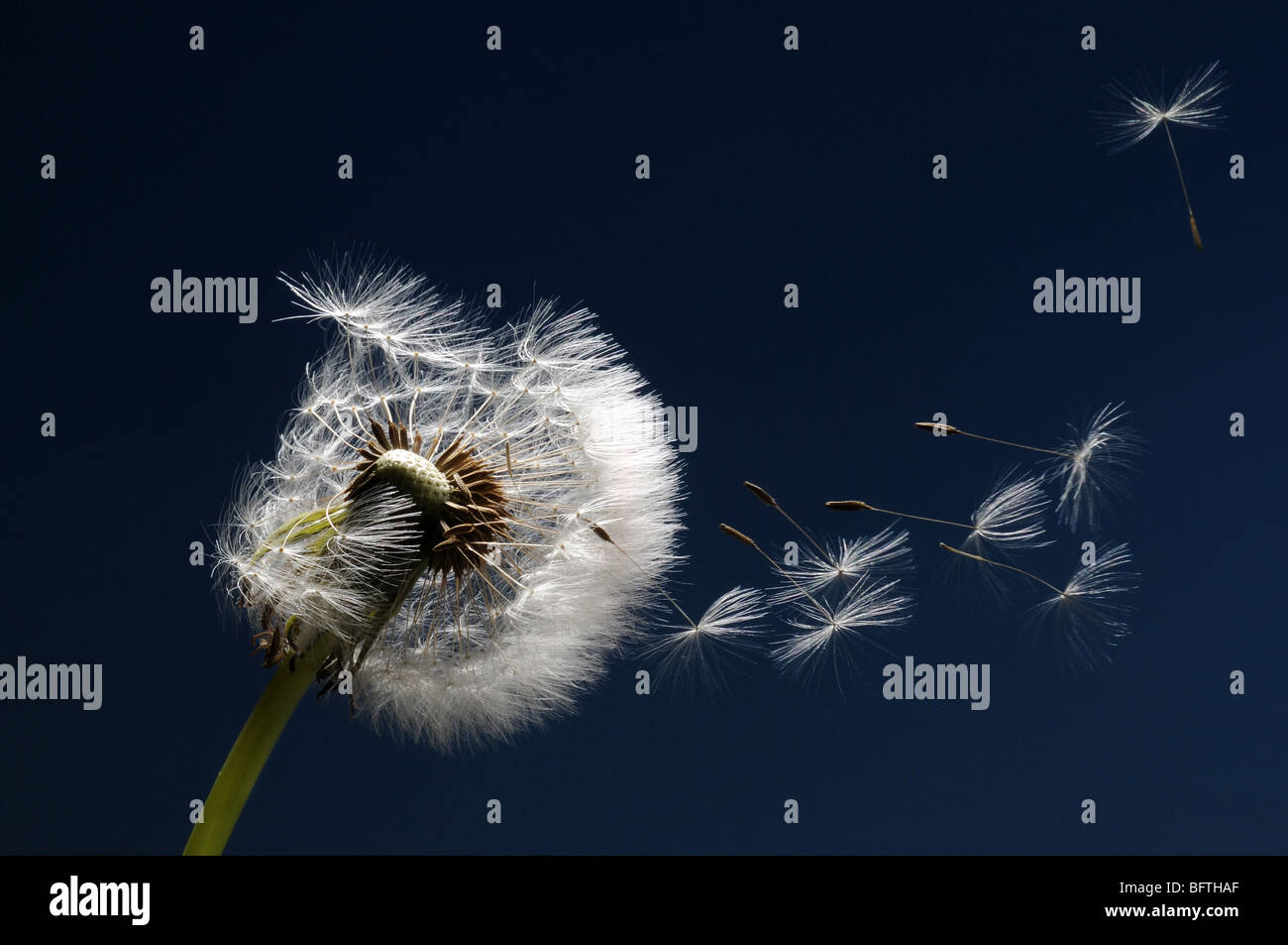 Dandelion seeds blowing in the wind Stock Photo Alamy
