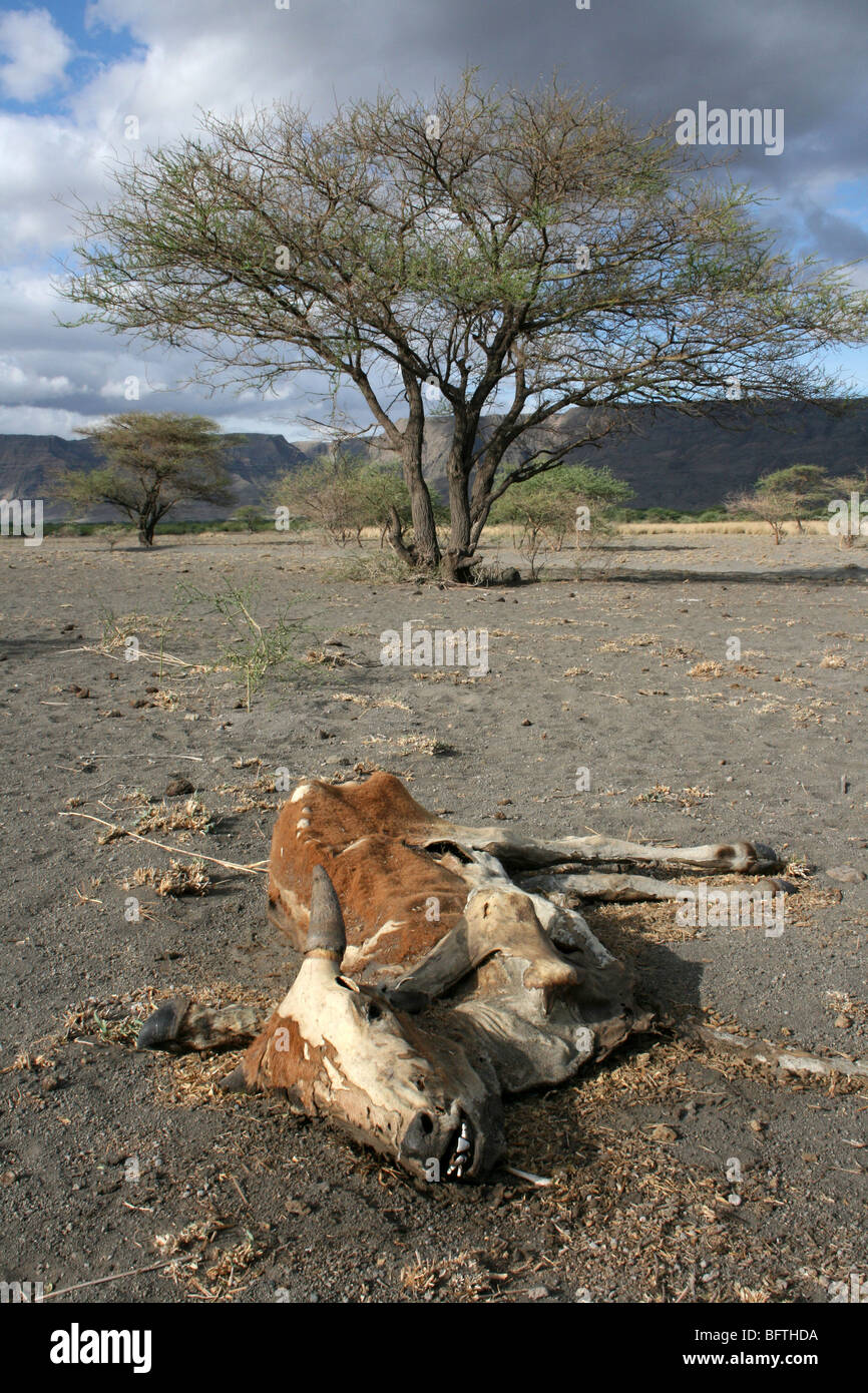 Dead Masai Cow In Drought Ridden Bush Taken Near Lake Natron, Tanzania Stock Photo