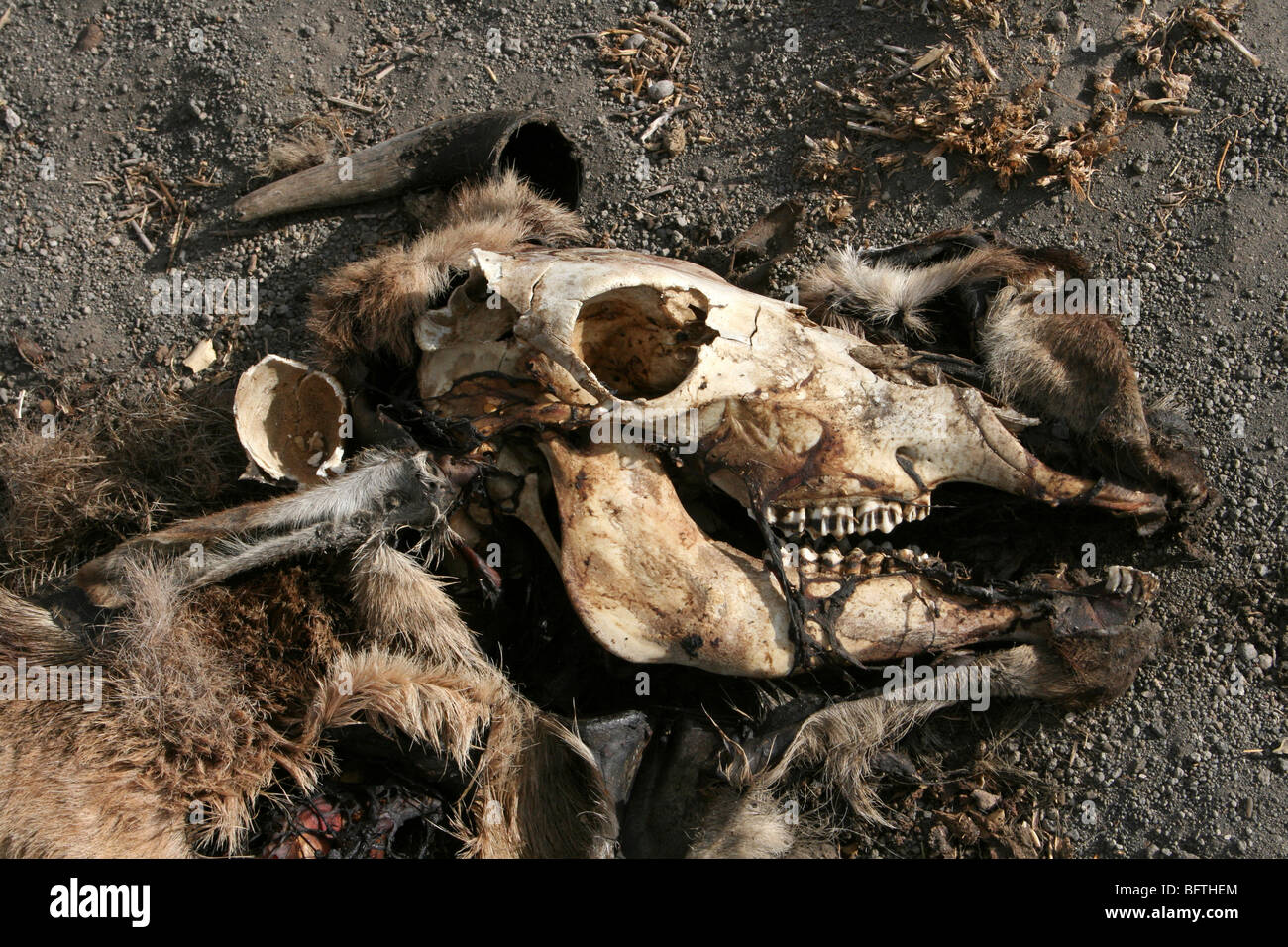 Skull Of A Dead Cow Taken Near Lake Natron, Tanzania Stock Photo