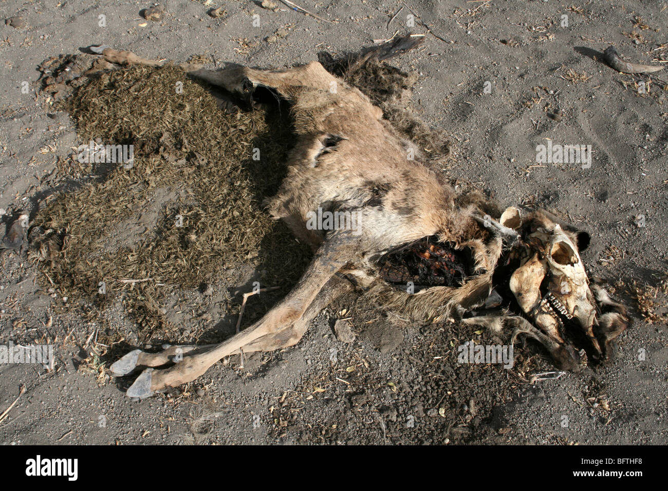 Corpse Of A Dead Masai Cow Taken Near Lake Natron, Tanzania Stock Photo